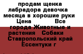 продам щенка лабрадора девочка 2 месяца в хорошие руки › Цена ­ 8 000 - Все города Животные и растения » Собаки   . Ставропольский край,Ессентуки г.